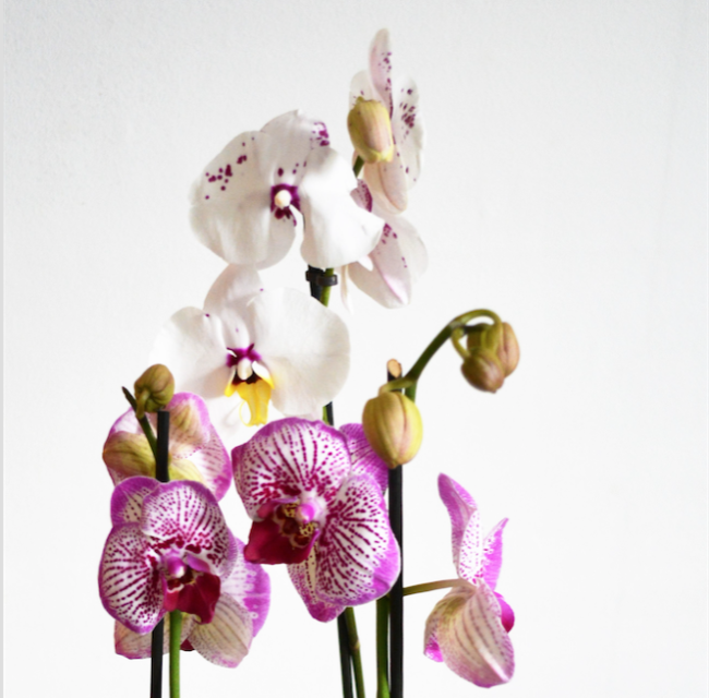 Orchids